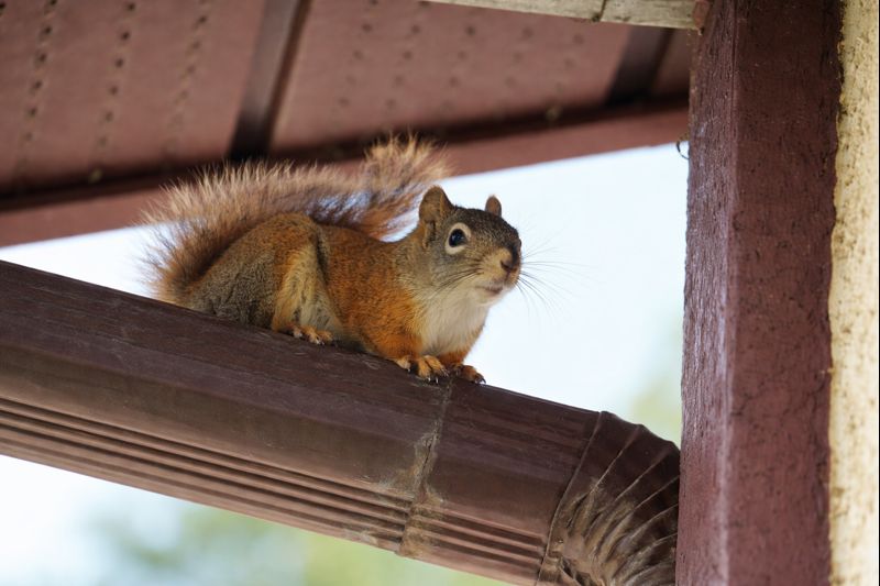 Squirrel Control